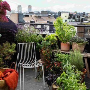 Balcony Beauty Collection - För balkongodlaren