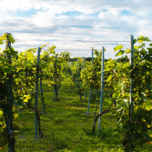 Gute Vingård Visning & Provning