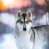 Huskyvandring barnbiljett