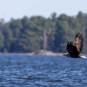 Säl- & Havsörnssafari